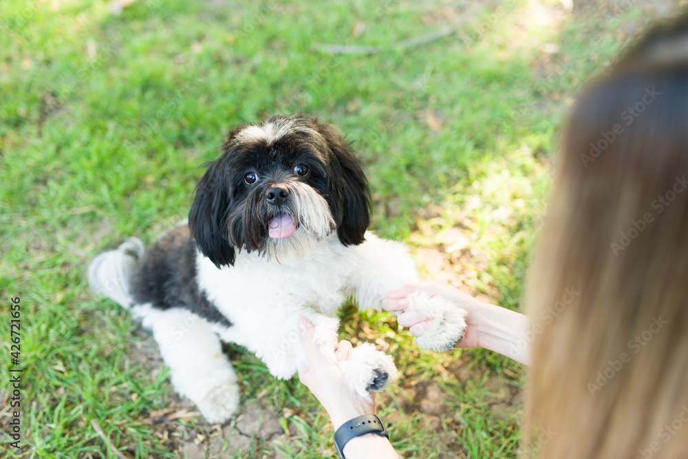 Dog owner petting her adorable shih tzu pet Dog owner petting her adorable shih tzu pet