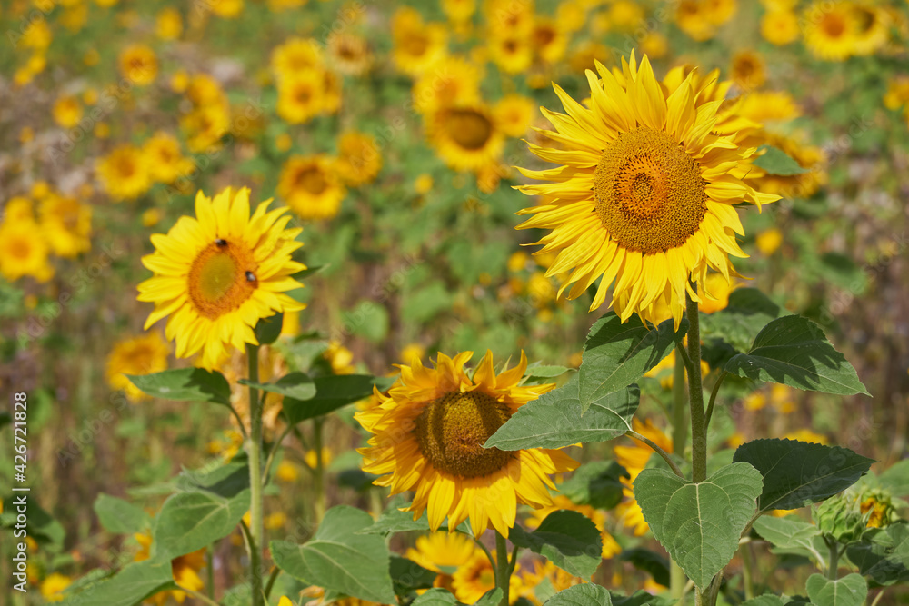 Feld mit Sonnenblumen