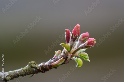 apple blossom