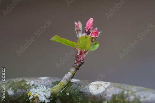 apple blossom
