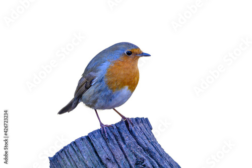 Eurasian robin Red Breast erithacus rubecula perched on a tree stump cut out on a white background