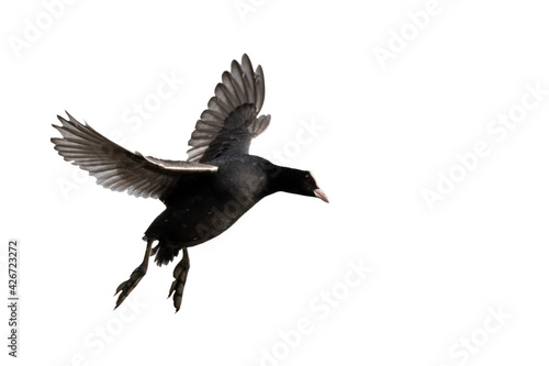 isolated eurasian coot in flight cut out on a white background