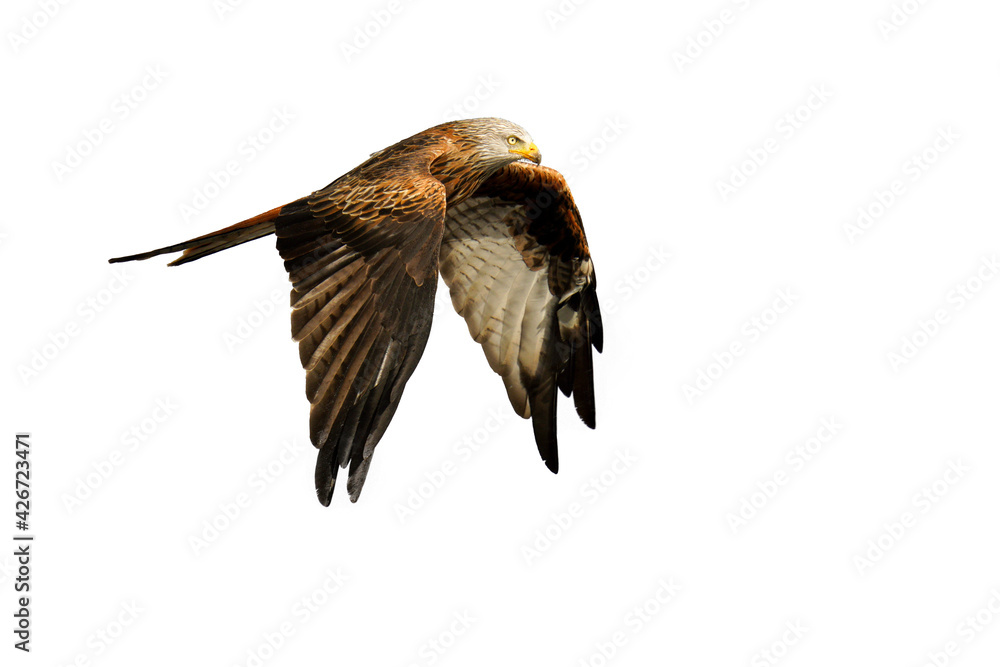 Obraz premium isolated cut out of a male Red Kite Raptor on a white background