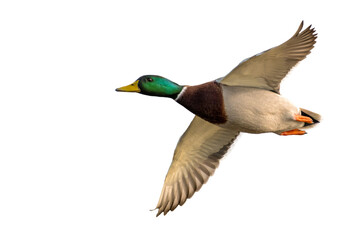 Male Mallard duck in flight cut out on a white background
