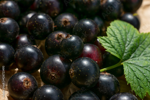 Lots of seasonal berries close up  black currants  on paper with green leaf