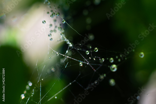 Macro photo of wet spider web with lots of round little dew water droplets on it. Green blurred background, bokeh