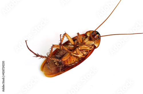 Dead cockroach remains lie on it back isolated on white background.  © surasak