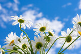Group of white chamomile flowers backsides on backdrop with clear sky and clouds. Floral background