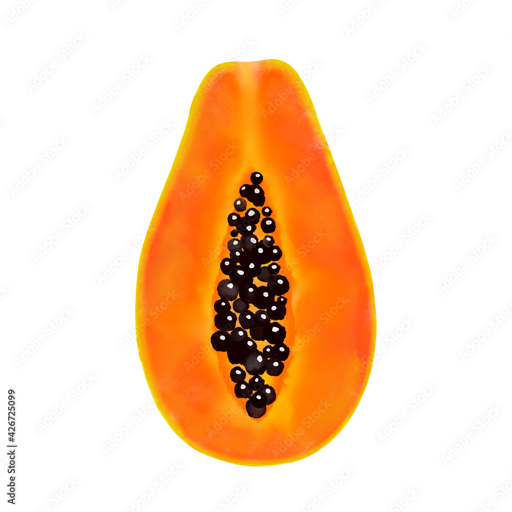 Illustration of papaya with seeds. Hand drawn papaya fruit. Fresh and ripe papaya slice isolated on white background. Illustration of papaya with seeds. Hand drawn papaya fruit. Fresh and ripe papaya slice isolated on white background.