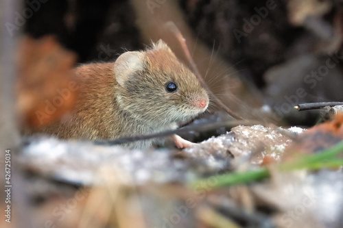 forest mole 