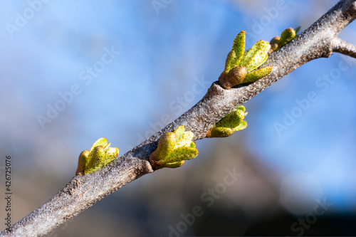 Young growing thin twig of sea buckthorn in farm garden. Small green leaves above blue sky. Beginning of harvesting berries photo