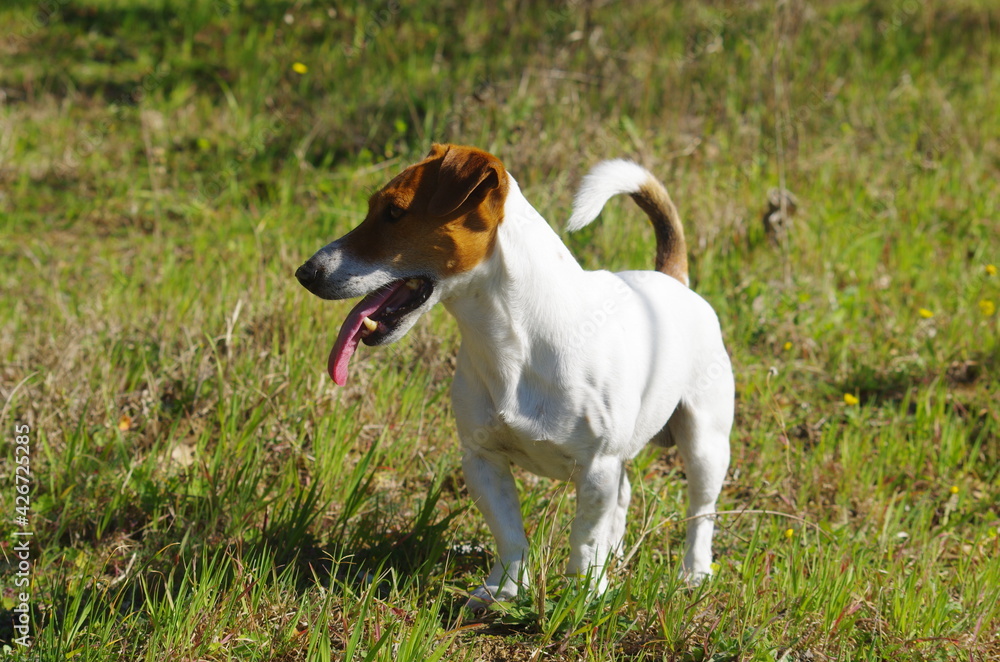 A Jack Russell Terrier dog with long tongue is tired after a run in the countryside. A Jack Russell Terrier dog with long tongue is tired after a run in the countryside.