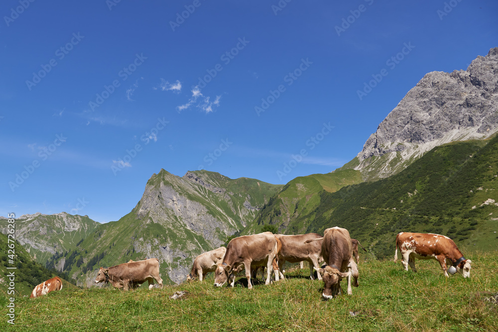Kühe auf einer Bergweide in den Allgäuer Alpen