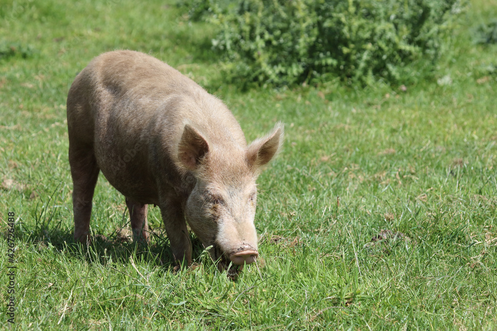 Hausschwein / Domestic pig / Sus scrofa domesticus Hausschwein / Domestic pig / Sus scrofa domesticus