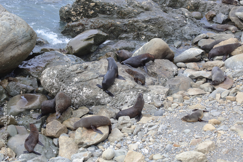 Neuseeländischer Seebär / New Zealand fur seal / Arctocephalus forsteri.