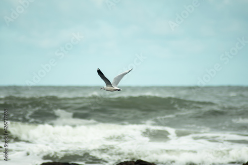 seagull in flight over the sea © Regue