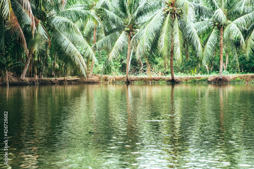 Fish pond with lined up coconut trees at the edge or boundary. Selective focus.
