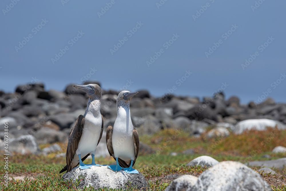 Naklejka premium Blue-footed booby on north Seymour island of Galapagos
