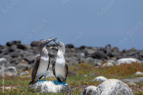Bilde på lerret Blue-footed booby on north Seymour island of Galapagos