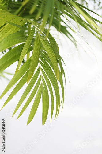 Palm green leaf . Nature color background.