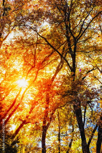 Bright yellow sun shinning through golden yellow and orange fall trees. © John