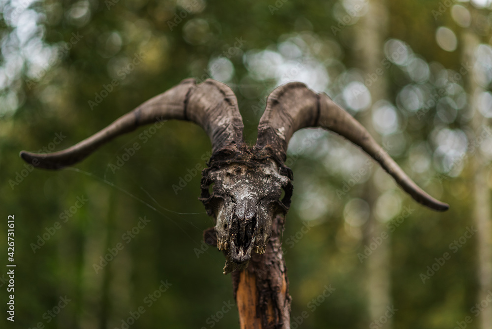 Ram skull on a pole in the forest