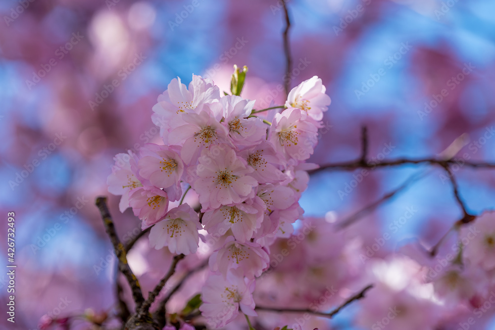 Cherry blossom branch in the Olympic Park in Munich, Germany