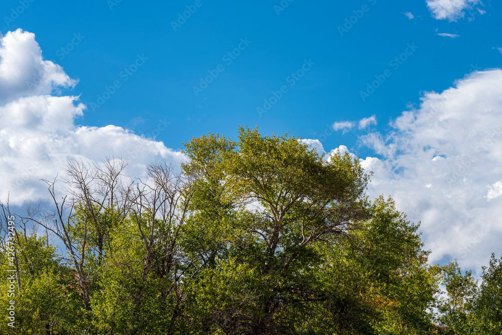 Green trees under a blue sky with white fluffy clouds