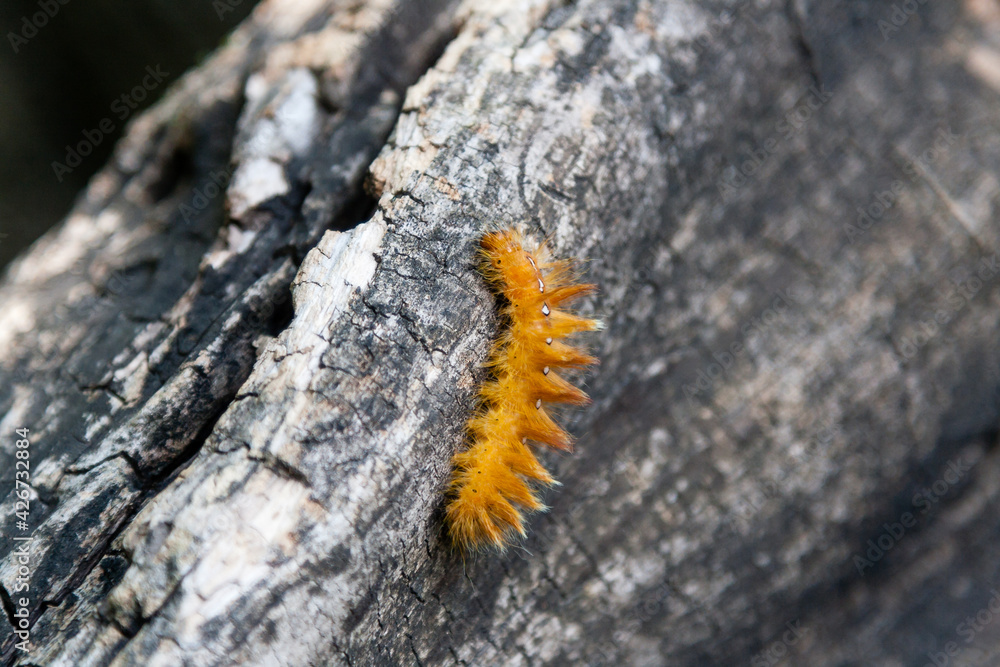Caterpillar of yellow color with white dots on the back Caterpillar of yellow color with white dots on the back