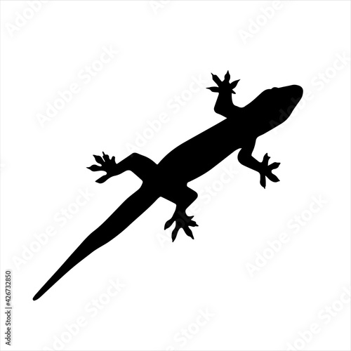 Lizard silhouette on white background