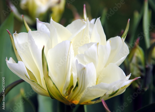 Close up of a white and green double tulip