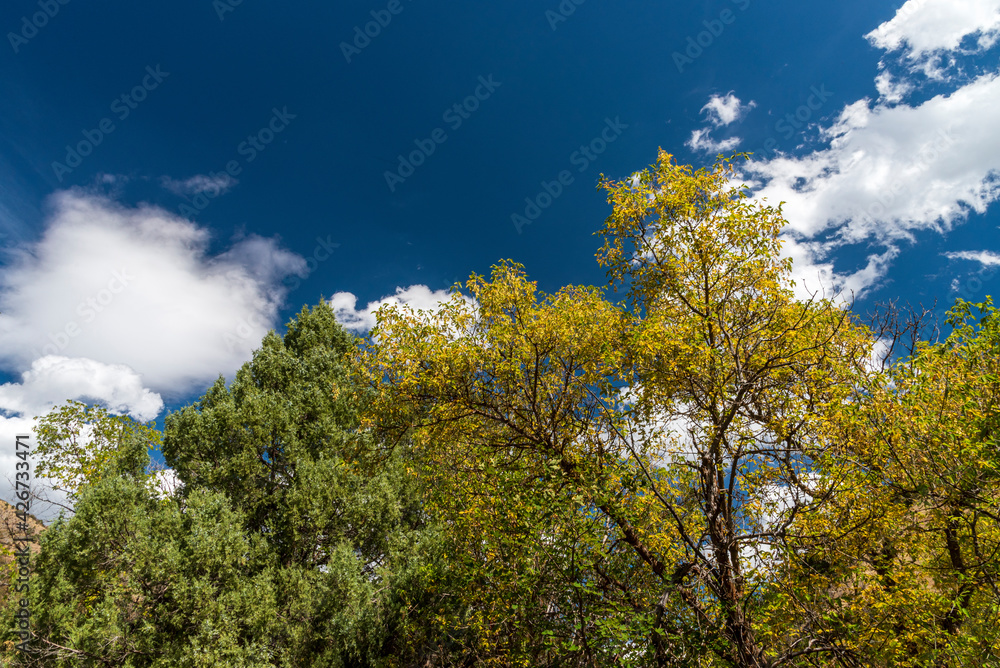Fototapeta premium Green and yellow tree tops against a blue sky with white fluffy clouds.