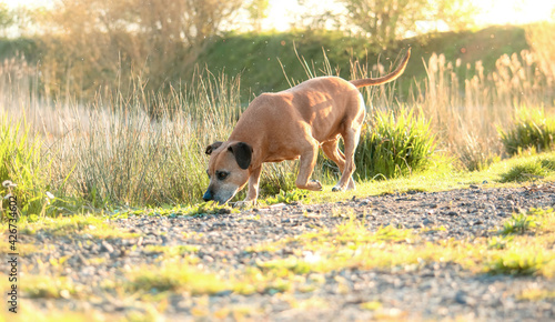 Staffordshire bull terrier tracking in the nature