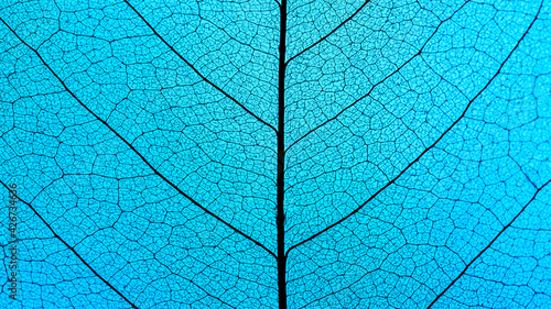 Macro Photography of a dry magnolia leaf on a blue background. Skeleton leaf texture. © Black_Cherry_Spb