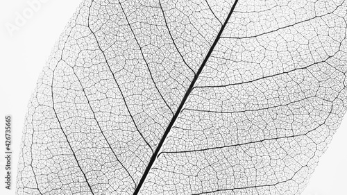 Macro Photography of a dry magnolia leaf on a white background. Skeleton leaf texture.