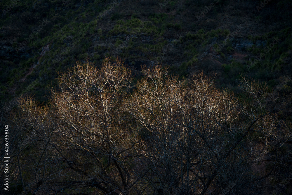 upper part of a tree subtly illunated by the sun upper part of a tree subtly illunated by the sun