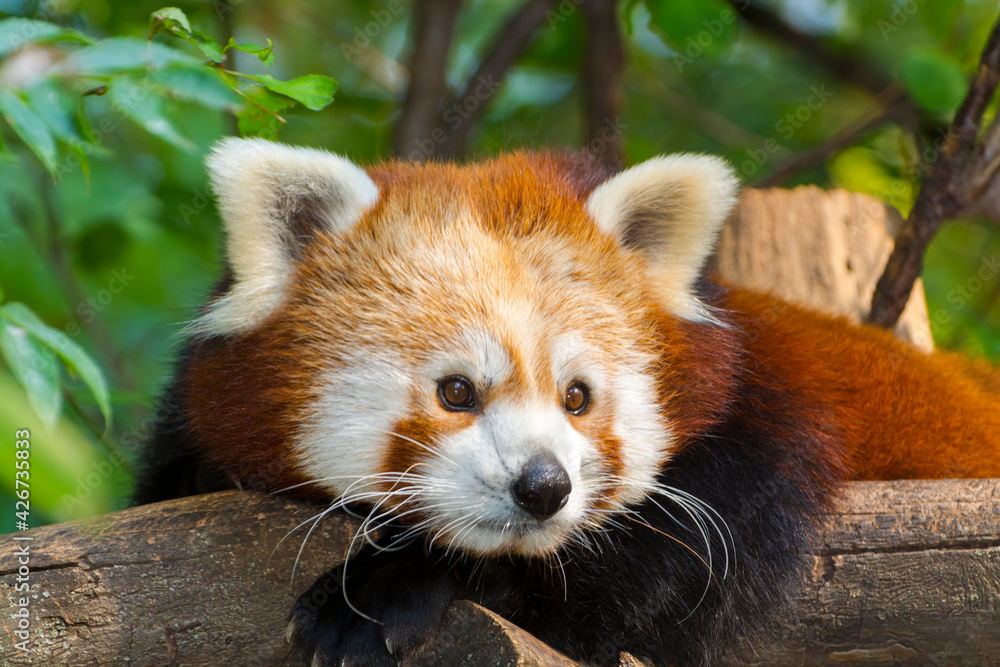 Fototapeta premium Red or Lesser Panda is resting on a tree