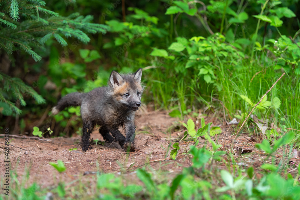 Red Fox (Vulpes vulpes) Kit Trots Out of Den Summer Red Fox (Vulpes vulpes) Kit Trots Out of Den Summer