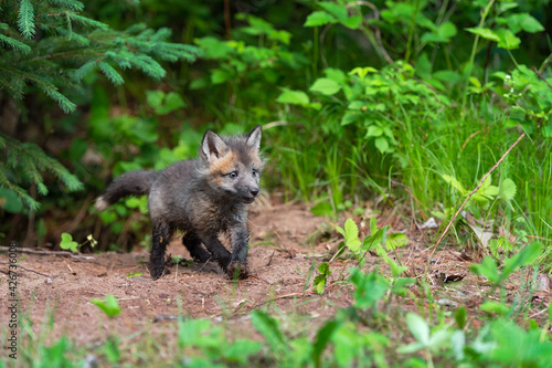 Red Fox  Vulpes vulpes  Kit Trots Out of Den Summer