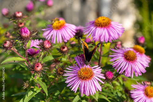 Pink aster flowers and butterfly turtle collects nectar with its proboscis