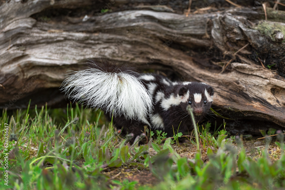 Fototapeta premium Eastern Spotted Skunk (Spilogale putorius) Looks Straight Out From Side of Log Summer