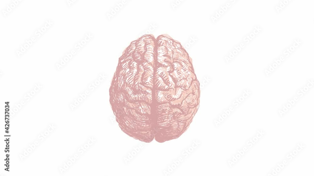 Human brain seamless animation Human brain seamless animation