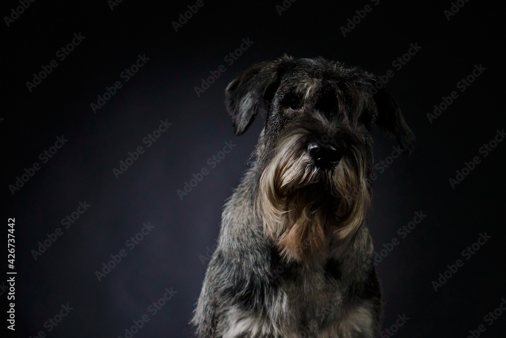 Portrait of a schnauzer in the studio on a black gradient background. A serious dog sits and looks straight with his piercing gaze. Close up of a dog's muzzle.