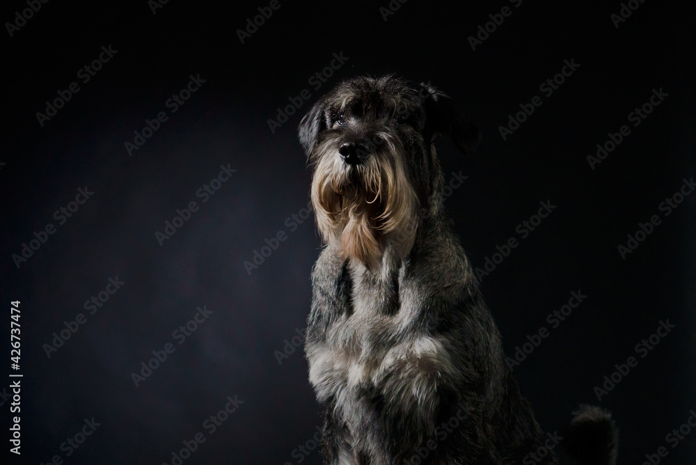 custom made wallpaper toronto digitalFront view of a salt and pepper colored schnauzer in the studio on a black gradient background. Close up portrait of a dog that is sitting and looking in front of him.