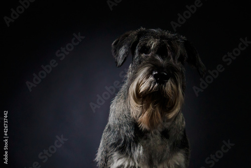 Portrait of a schnauzer in the studio on a black gradient background. A serious dog sits and looks straight with his piercing gaze. Close up of a dog's muzzle.