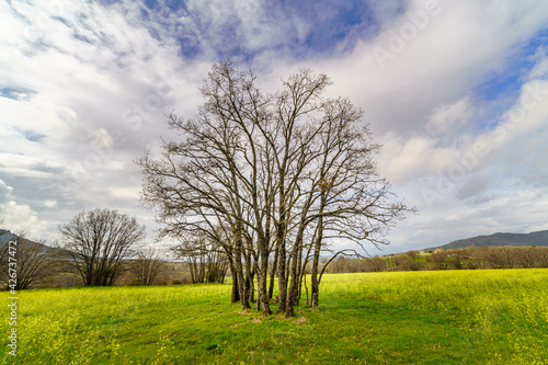 Oak tree with many trunks and bare branches in green field with yellow flowers and cloudy sky. Madrid