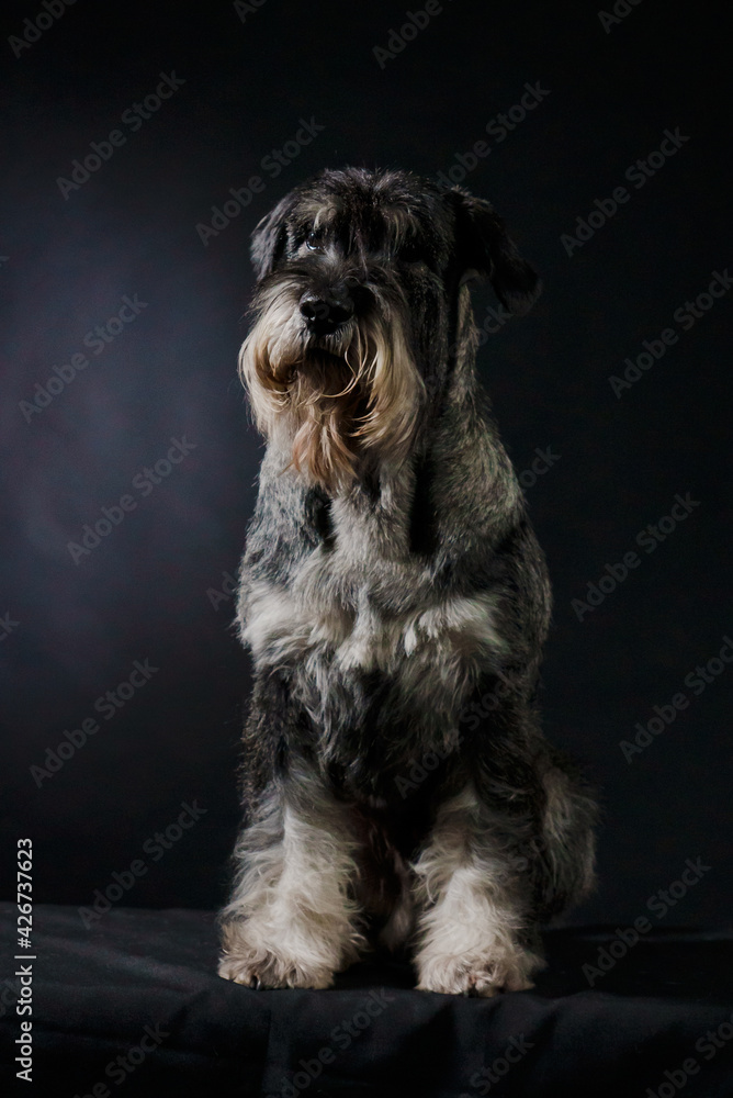 Front view of a salt and pepper Giant Schnauzer in the studio against a black gradient background. Close-up portrait of a proud dog sitting in full growth and looking forward. Vertical shot.