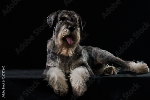 Dog breed schnauzer posing in a dark studio on a black background. Front view of a contented pet lying with its tongue out. Close up.