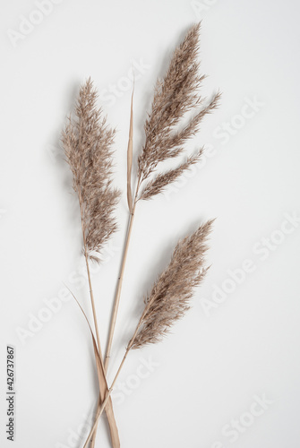 Fototapeta Three dry pampas grass branches flat lay on a white background