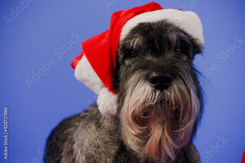 A Mitelschnauzer in a Santa Claus hat lies and looks ahead. Portrait of a dog in the studio on a blue background. Advertising concept, suitable for Christmas promotion. Close up. © kinomaster